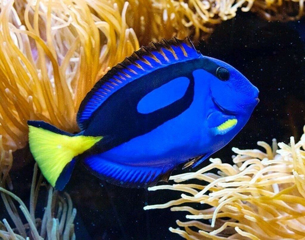 Imagem do Blue Tang